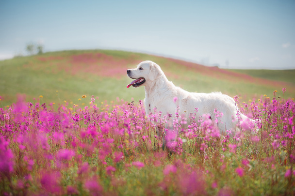 Hund Golden Retriever in Blumen - Foto, Bild