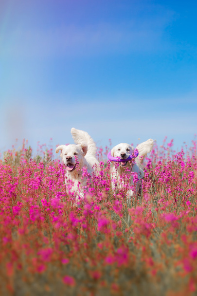 Золотистий ретрівер собака в квіти - Фото, зображення