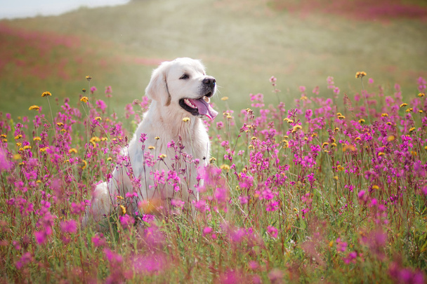 Dog Golden Retriever in flowers - Foto, Imagen