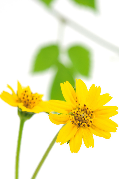 Malá žlutá hvězda květina jako texturu pozadí - Fotografie, Obrázek