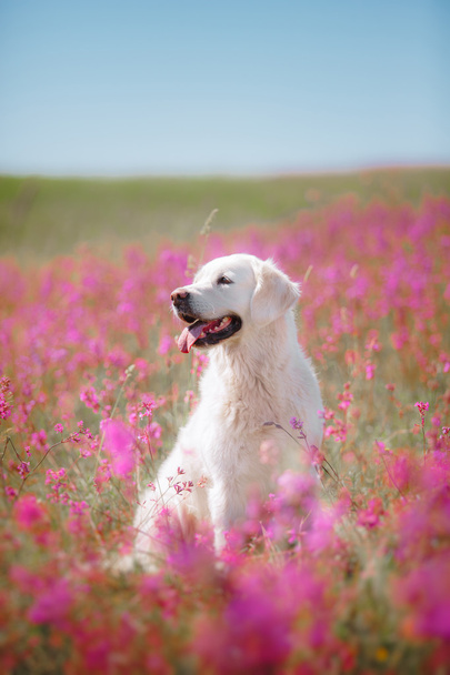 Dog Golden Retriever in flowers - Фото, изображение