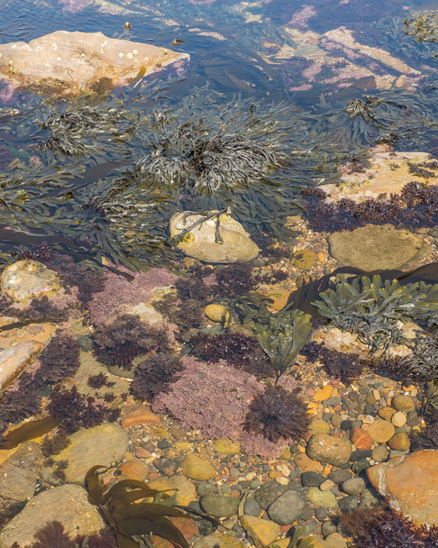 Kaya havuzu ot gelgit havuzu ile sahil, deniz yosunu - Fotoğraf, Görsel