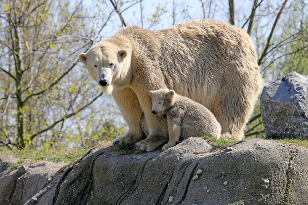 Polar bear mother with child - Φωτογραφία, εικόνα