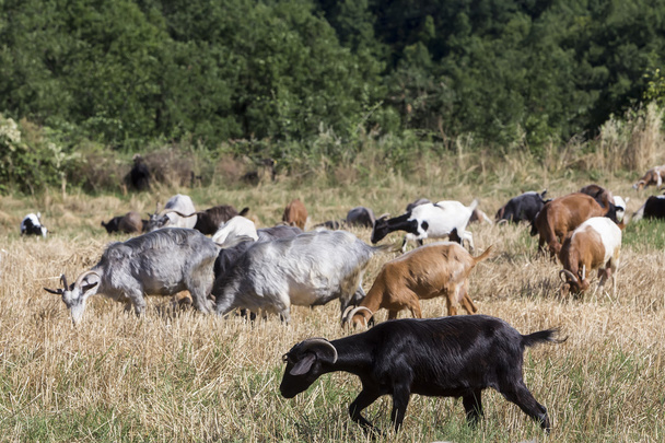 Herd of goats grazing in a meadow - Foto, afbeelding