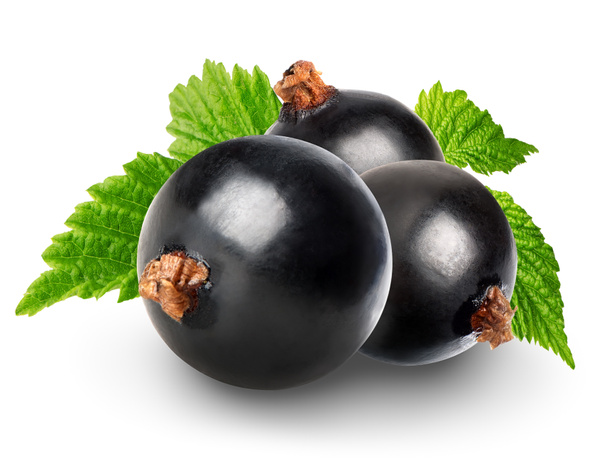 Black currant - Photo, Image
