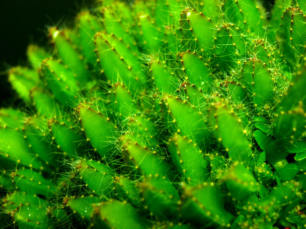 Tropical green cactus - Foto, Bild