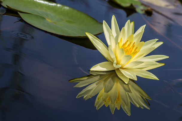 Vodní lilie květ - Fotografie, Obrázek