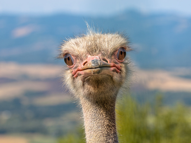 Potrait van een struisvogel hoofd in natuurlijke omgeving - Foto, afbeelding