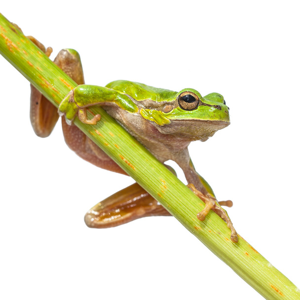 ヨーロッパの木のカエル斜めの緑棒 - 写真・画像