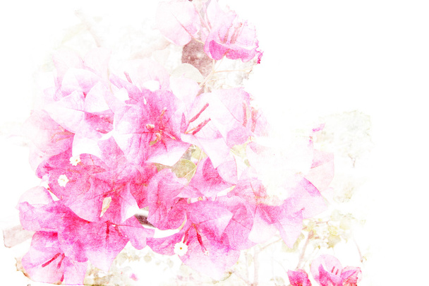 Flower watercolor illustration. - Photo, Image
