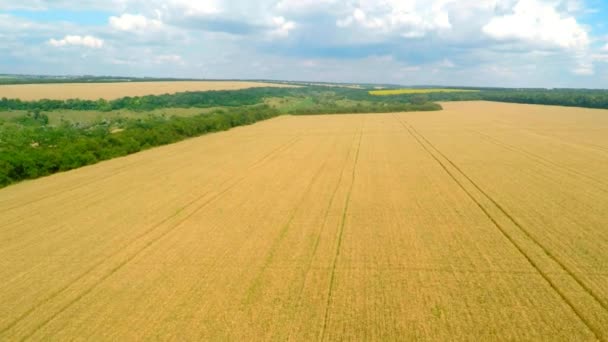 пролетающие над полями пшеницы
 - Кадры, видео