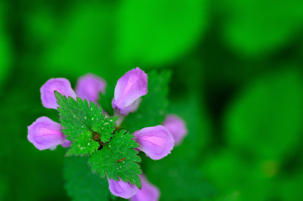 фіолетова квітка і зелений топ
 - Фото, зображення
