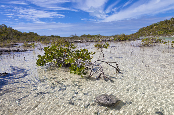 Manguezais em águas claras em uma ilha tropical em Turks e Caicos no Caribe
 - Foto, Imagem