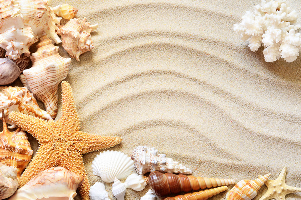 Seashells on seashore in tropical beach - Foto, imagen