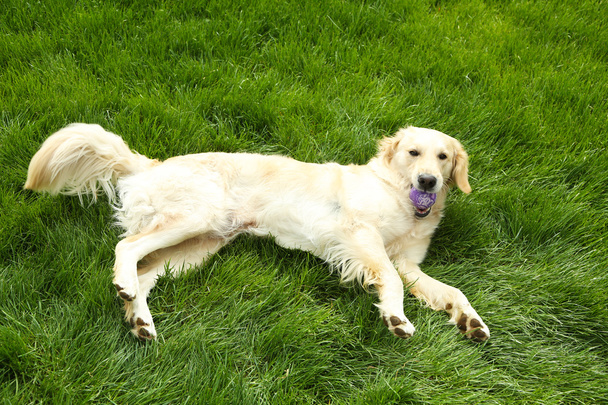 Adorable Labrador lying on green grass, outdoors - 写真・画像