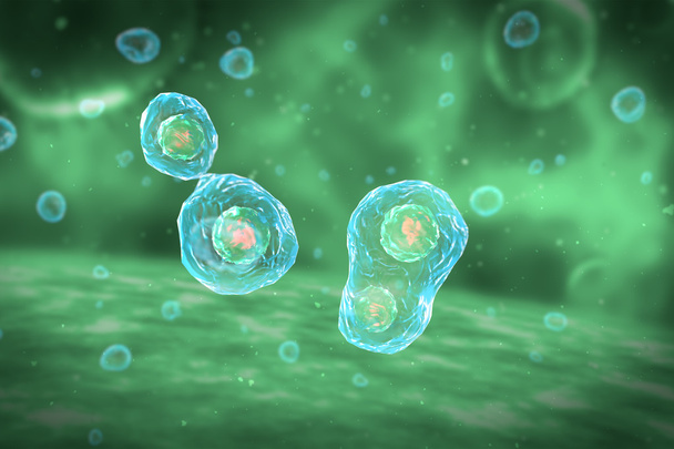 Hücre bölünmesi mitoz aşamaları - Fotoğraf, Görsel