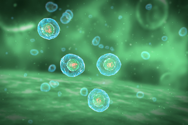 Estadios de división celular de la mitosis
 - Foto, Imagen