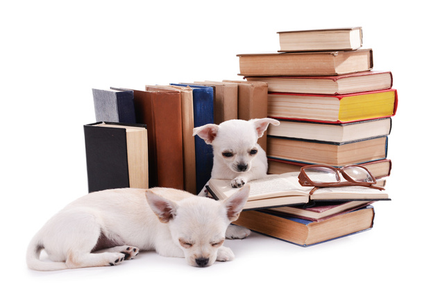 Adorables perros chihuahua y un montón de libros aislados en blanco
 - Foto, imagen