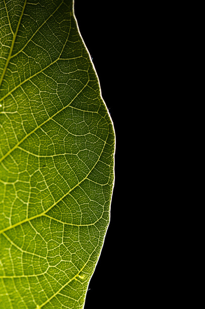 Green leaf on black background - Photo, image