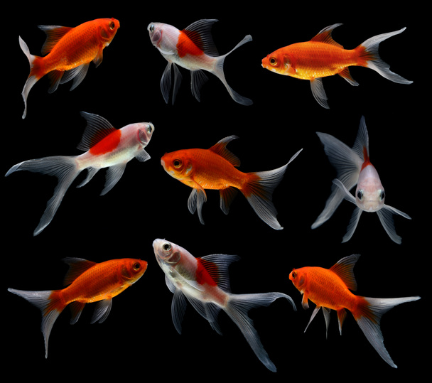 Золотая рыба на черном фоне - Фото, изображение