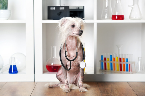 Hairless Chinese crested dog with stethoscope in laboratory - Foto, imagen