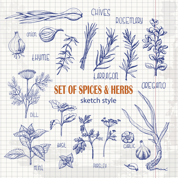 Set of Herbs and spices in sketch style on paper - Vettoriali, immagini