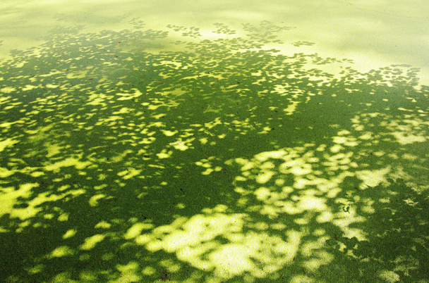 Petite asclépiade et ombre d'arbre
 - Photo, image