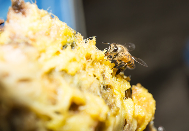 pszczoły zebrane słodki - Zdjęcie, obraz