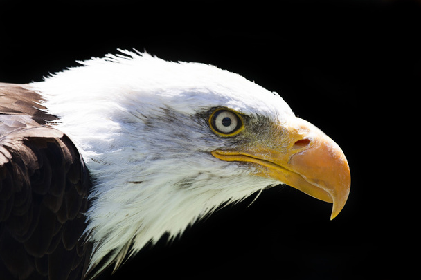 Βόρειας Αμερικής φαλακρός αετός - Φωτογραφία, εικόνα