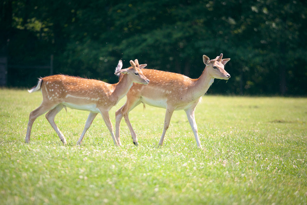 Two roe deers on a meadow - Fotoğraf, Görsel