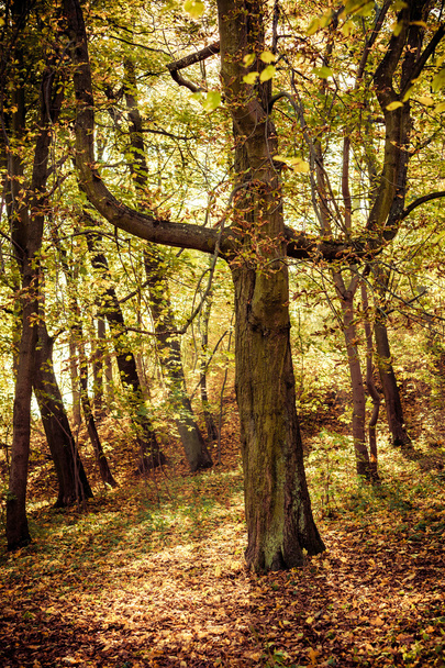 fall trees in park - Foto, Bild