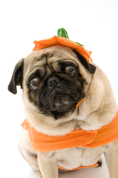 Pumpkin Pug - Φωτογραφία, εικόνα