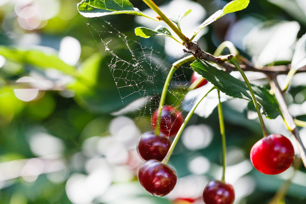 Spinnennetz und reife rote Kirsche am Baum im Sommer - Foto, Bild