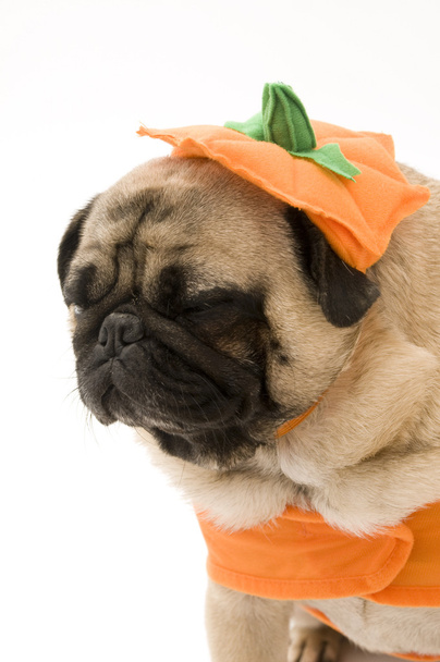 Pumpkin Pug - Foto, Bild