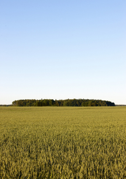 Finnish agriculture - Photo, image