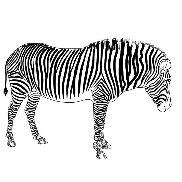 One zebra illustration - Fotoğraf, Görsel