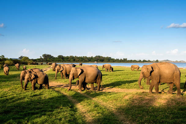 elefánt csoport, a tó partján - Fotó, kép