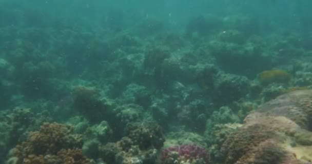 サンゴ礁と魚の水中シーン - 映像、動画