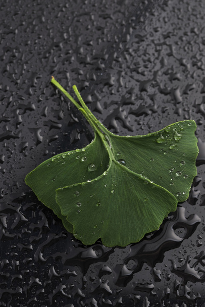 ginkgo biloba leaves - Valokuva, kuva