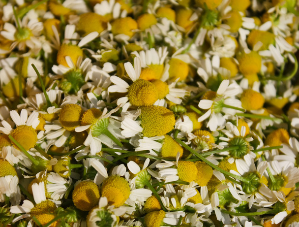 Kamille bloemen close-up - Foto, afbeelding