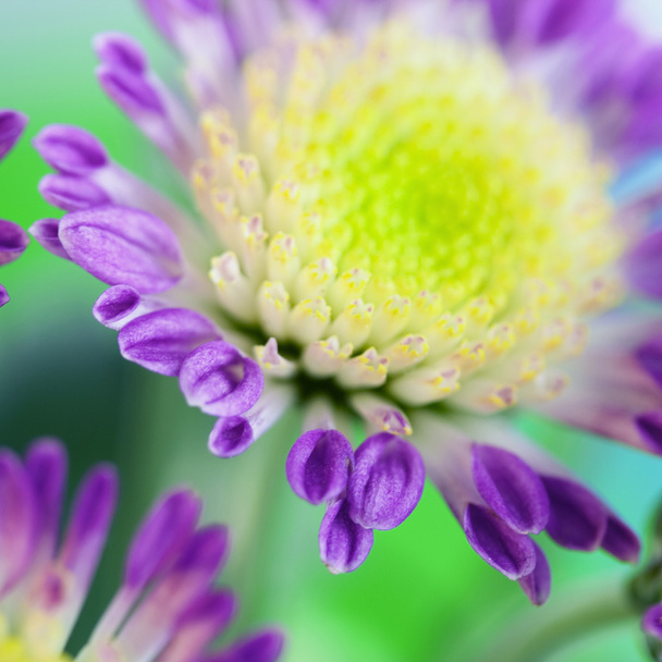 Flores de margarita
 - Foto, imagen