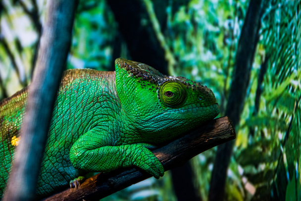 chameleon - Photo, Image