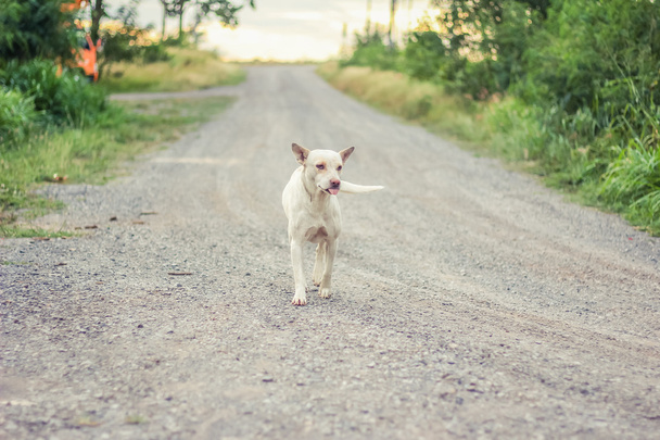Dog running smile in the way - Foto, Bild