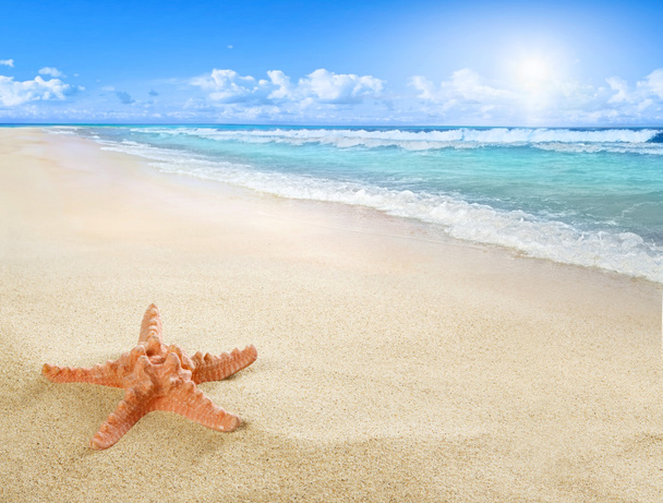 Spiaggia soleggiata con stelle marine
 - Foto, immagini