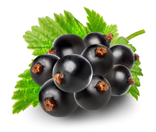 Branch of black currant - Photo, Image