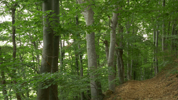 Út az erdőben levelekkel - Felvétel, videó