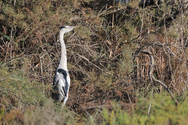 Grey heron perched on a tamarisk branch - Photo, Image