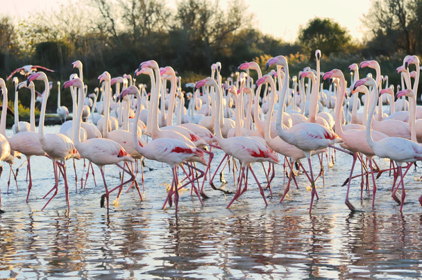 A large flock of greater flamingos - Photo, Image