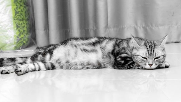 Amerikai Rövidszőrű macska gyanúsított - Fotó, kép