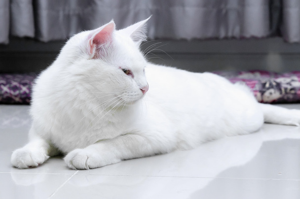 Gato branco está sentado no chão e olhando no lado direito
 - Foto, Imagem